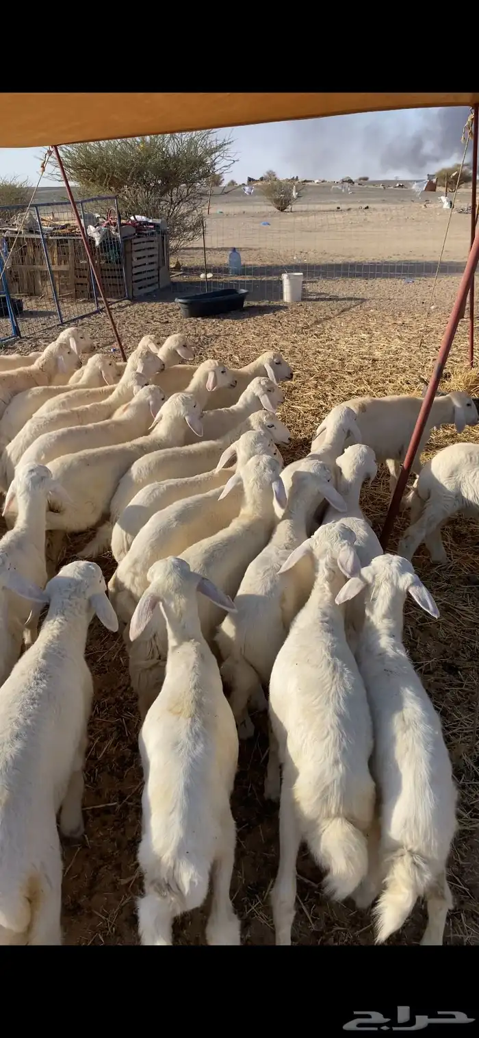 رخال رقم تم البيع اضغط متابعه 1