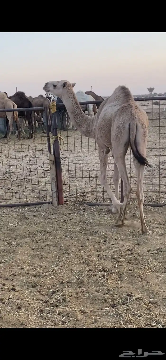 بكار ثنتين الي يبيها جمله ولا فريد 5