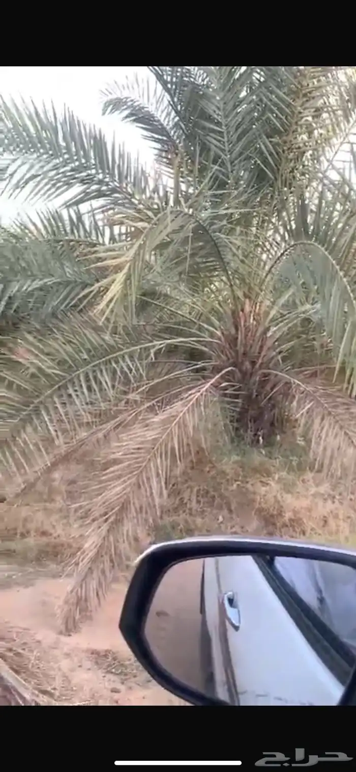 نخيل اخلاص جثايث وفراخه 0