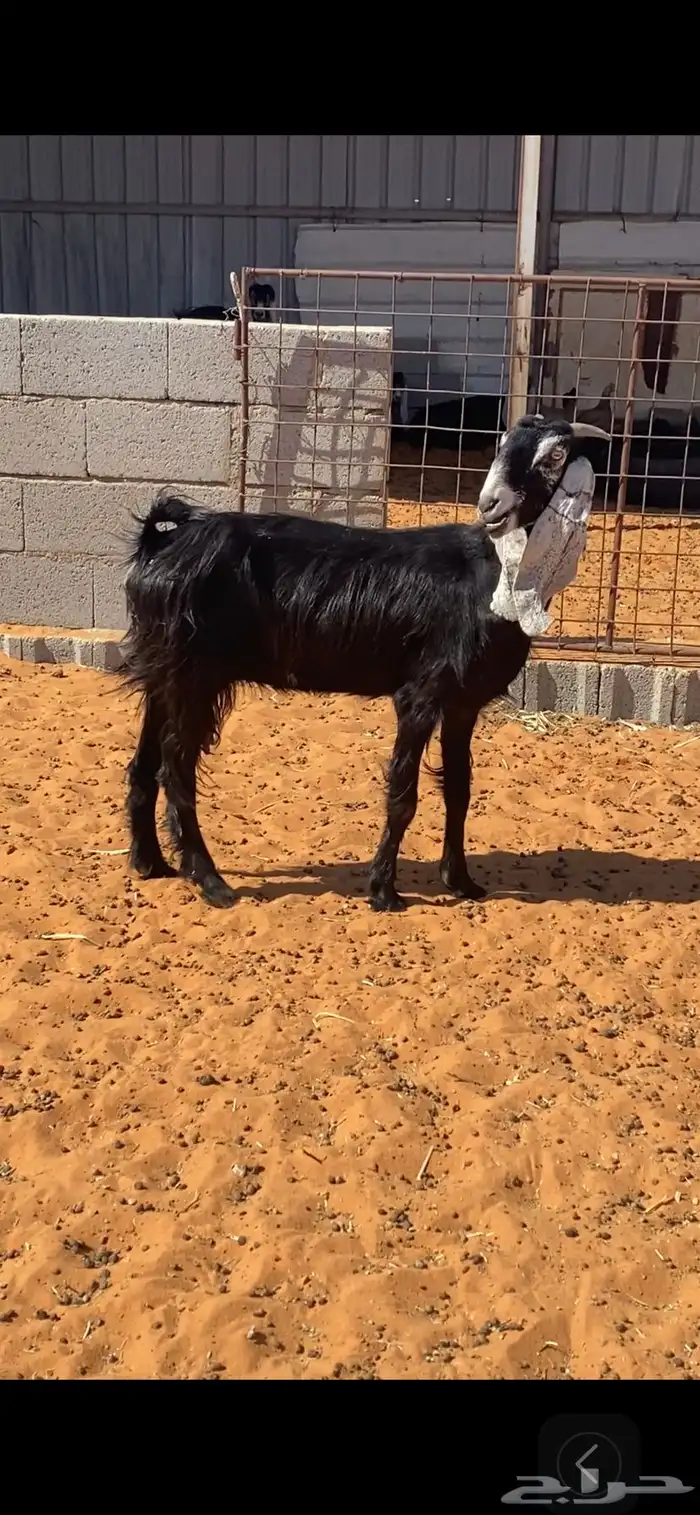للبيع عنز حليب 0