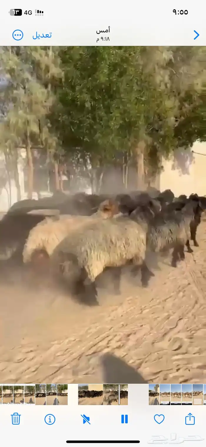 غنم عرب اشباب وطيبه 2