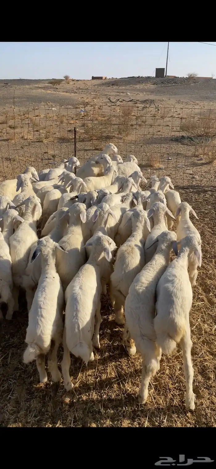 رخال رقم تم البيع اضغط متابعه 0