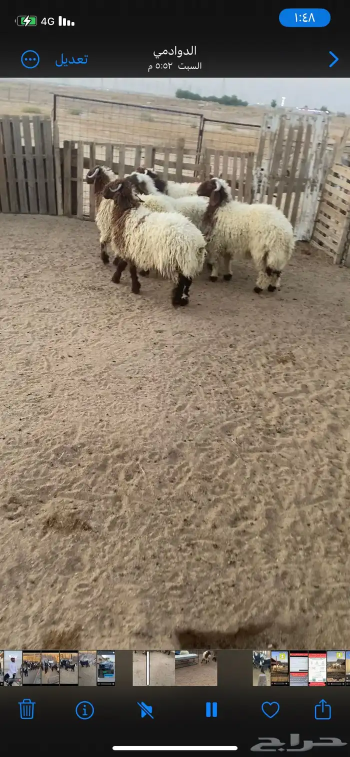 البيع طليان نعيم العدد 5 فل شحم ونظاف 1