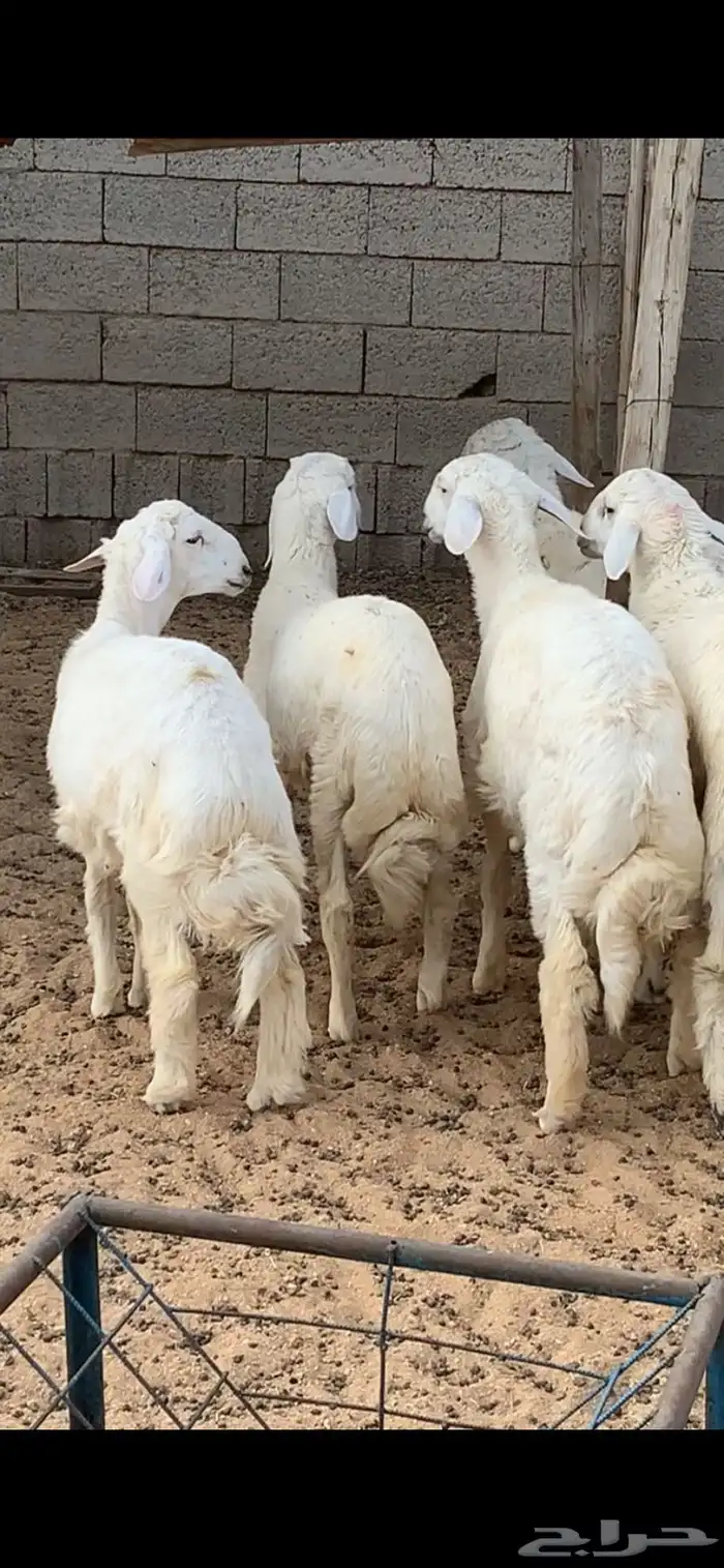 رخل جامدة ثلاجه بسعر طيب 2