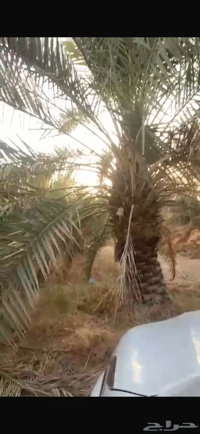 نخيل اخلاص جثايث وفراخه 2