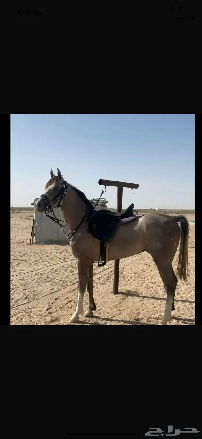 حصان شعبي 0