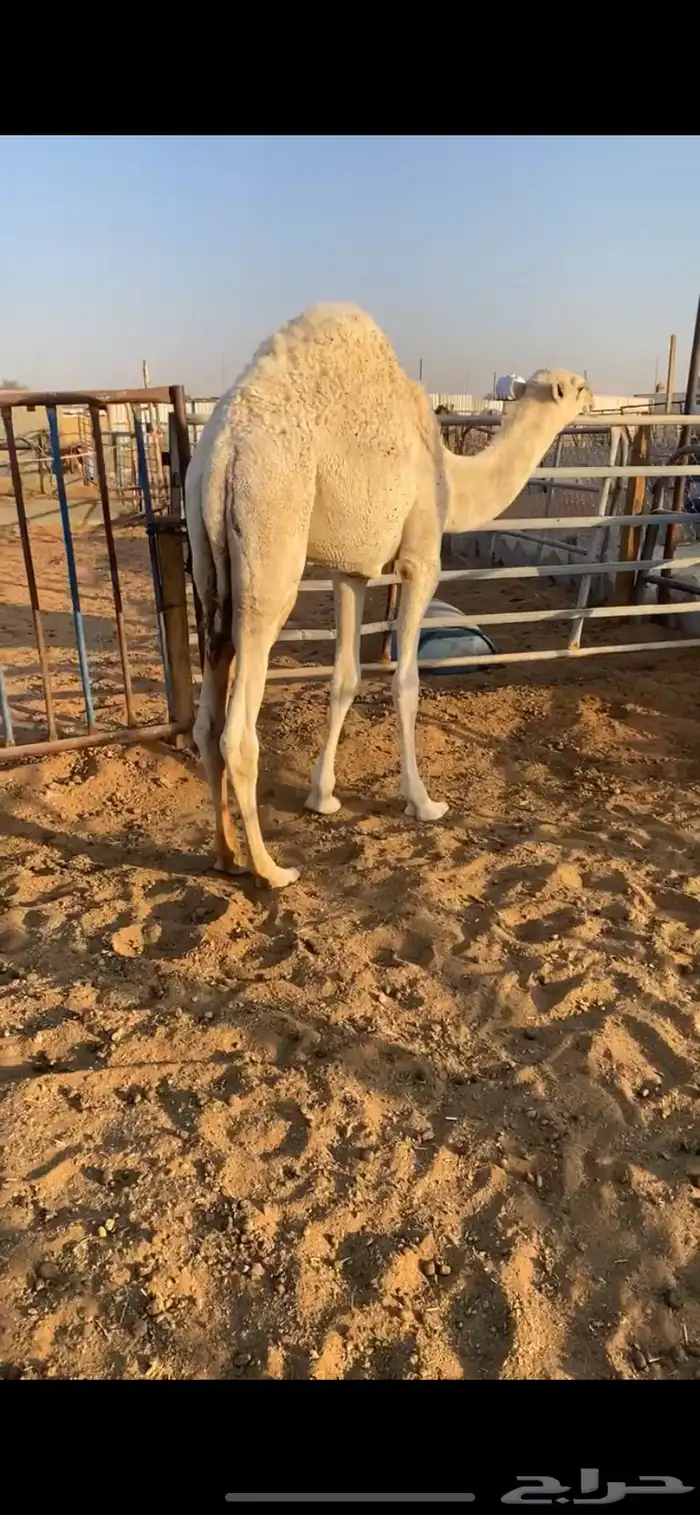 قعود قصب 1