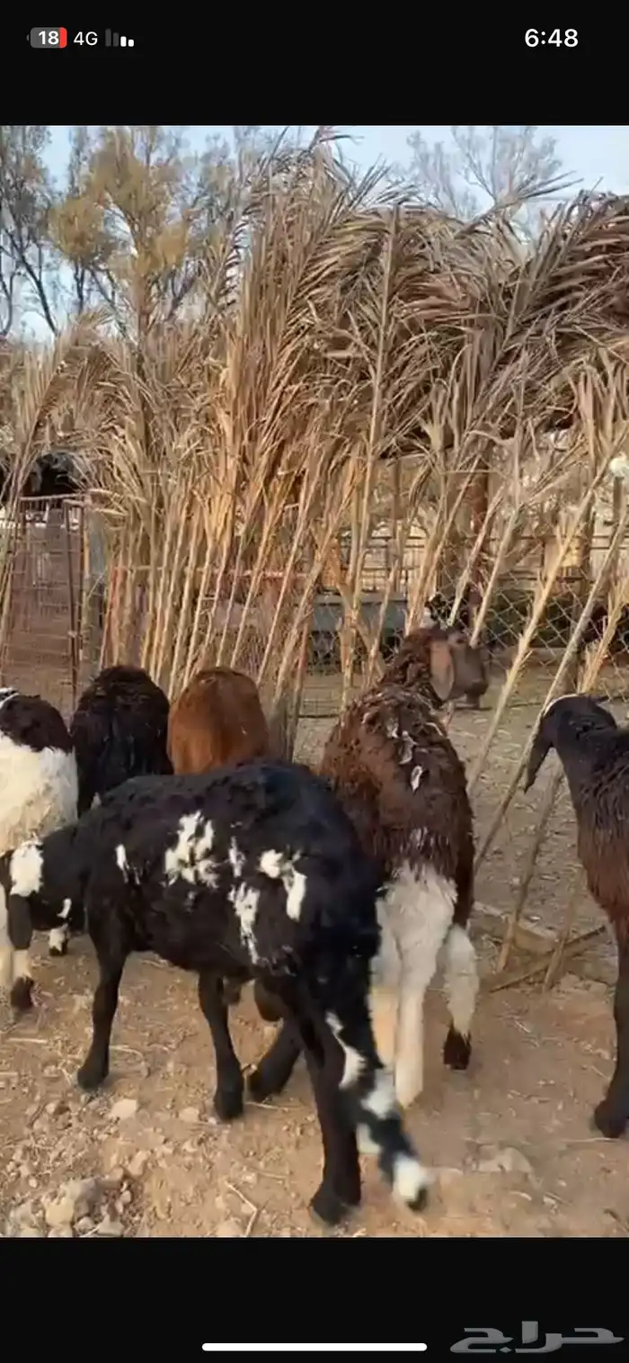 للبيع عدد 10 خرفان سواكن 1