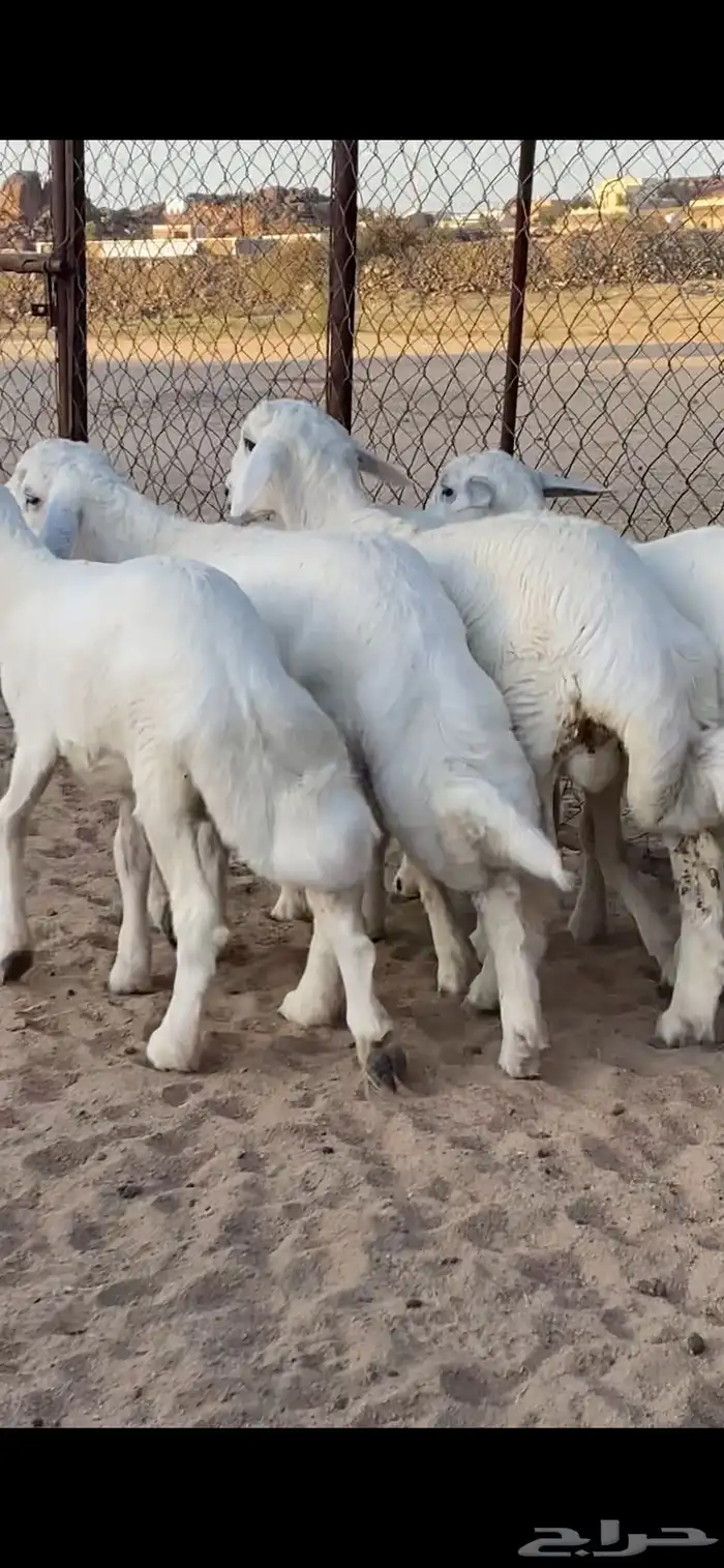 5 خرفان كفو كفو 0