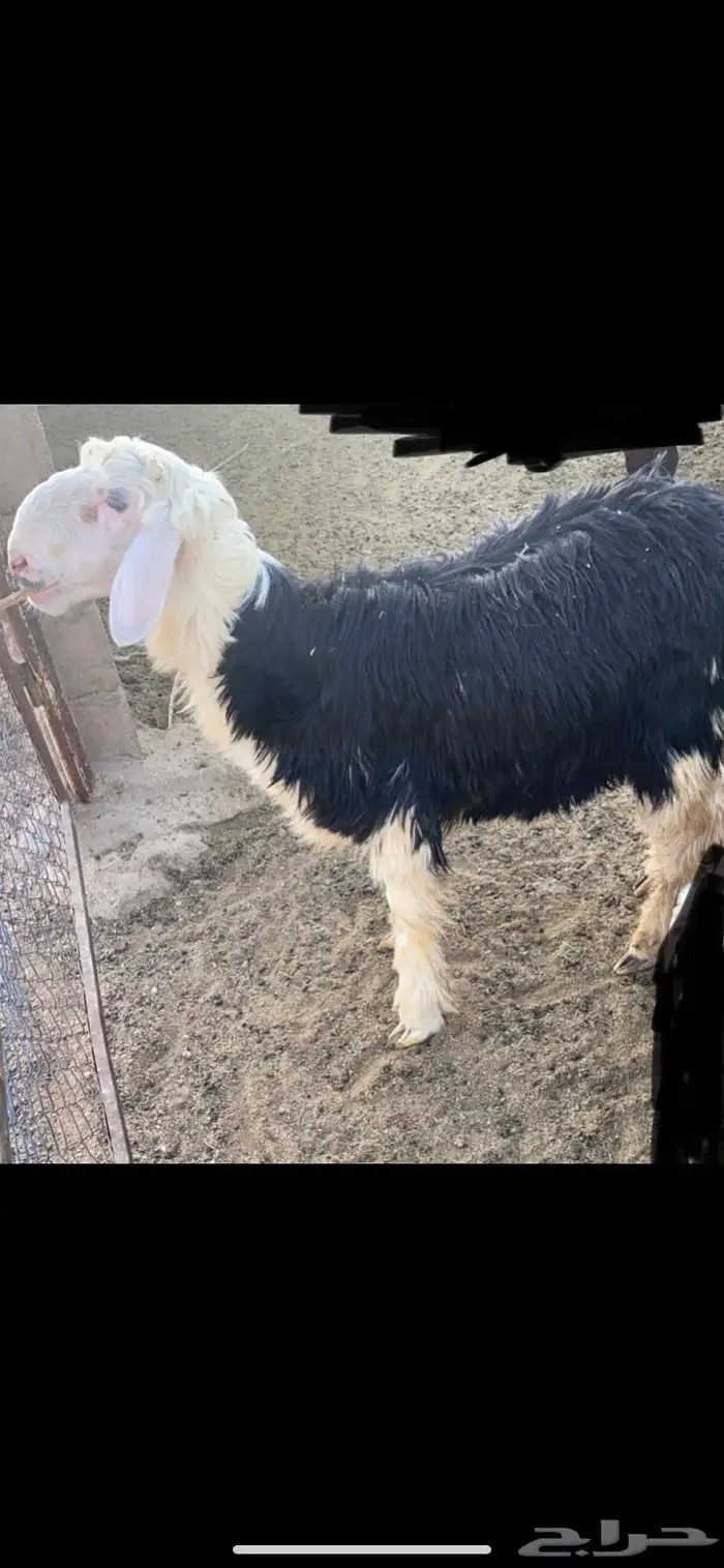 للبيع خروف نجدي 0