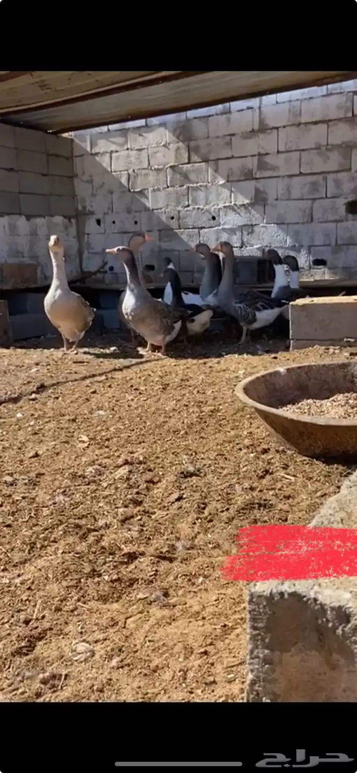 وز بلدي 4