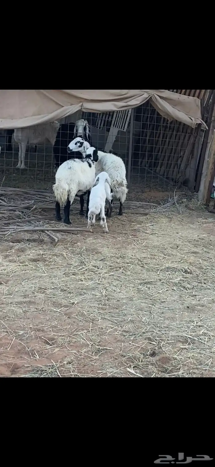 متابيع 0