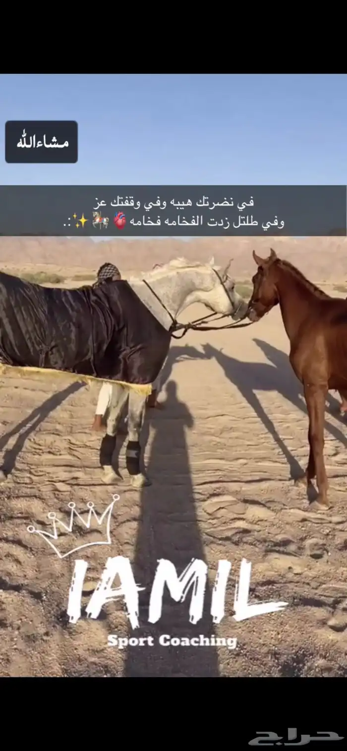 للبيع إحصان شعبي الموقع البدع 1