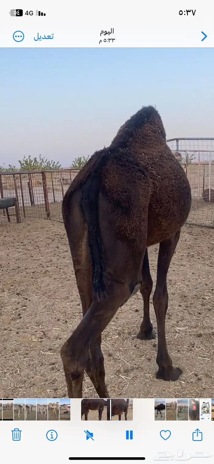 بكار ثنتين الي يبيها جمله ولا فريد 0