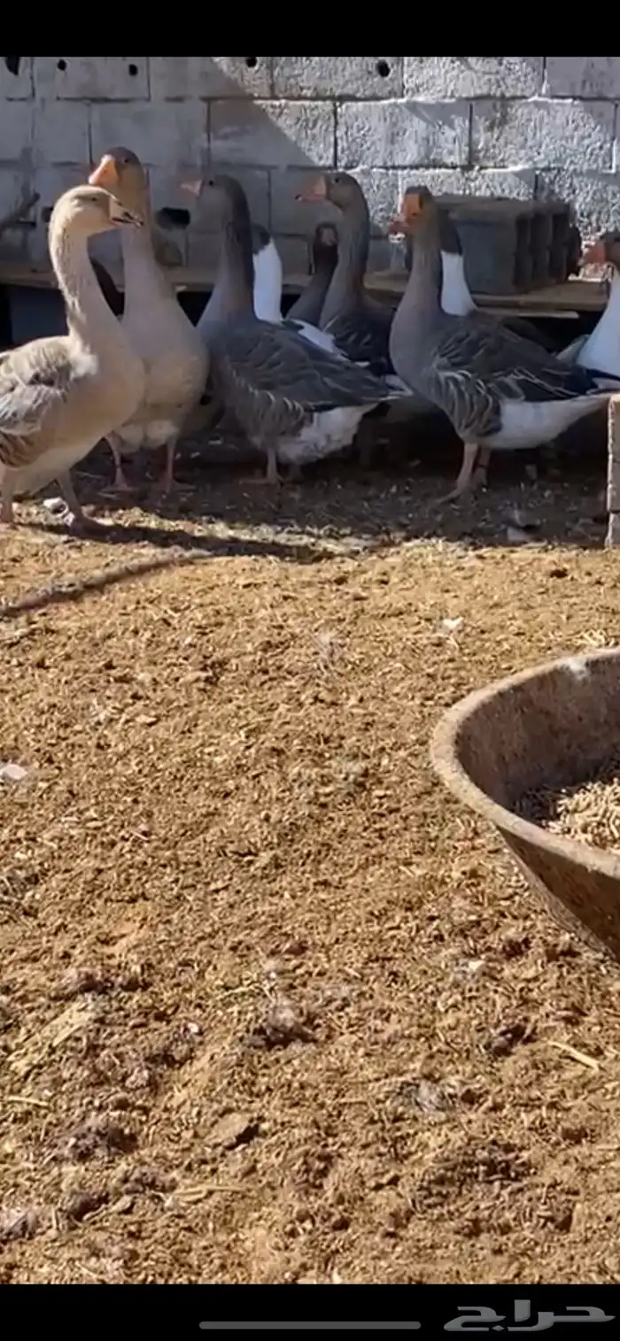 وز بلدي 0