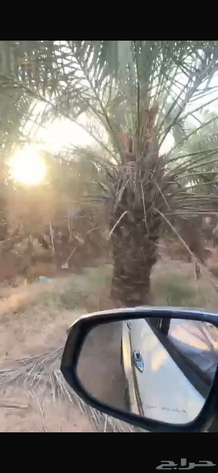 نخيل اخلاص جثايث وفراخه 1