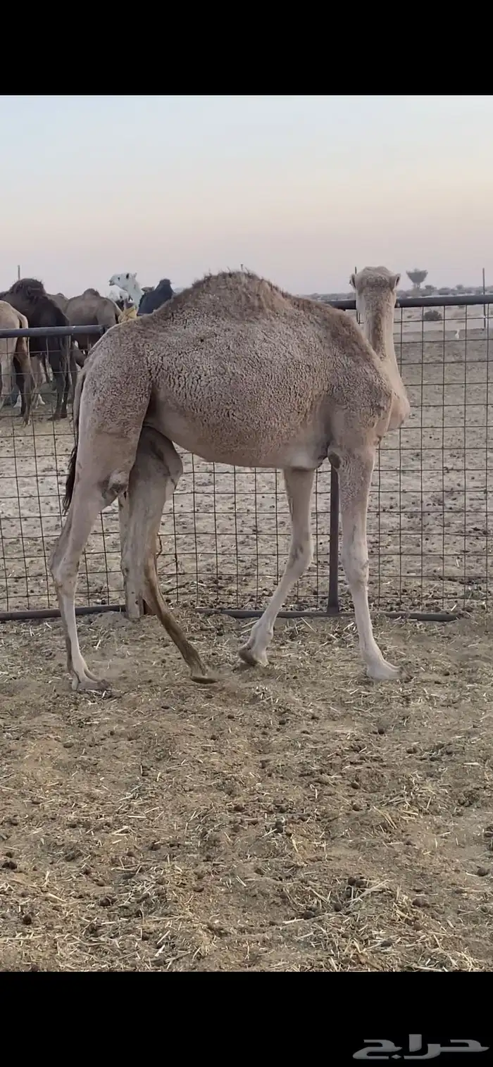 بكار ثنتين الي يبيها جمله ولا فريد 8