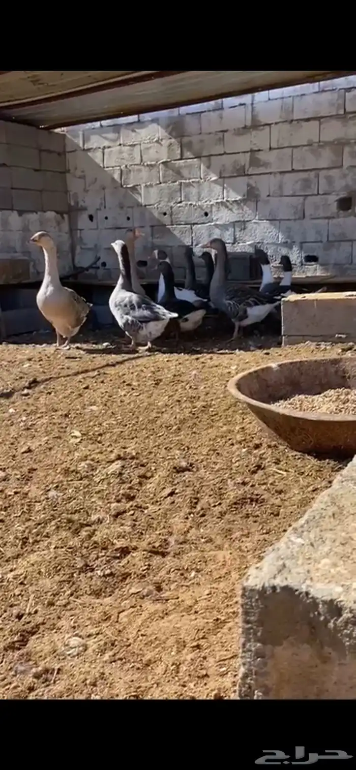 وز بلدي 5