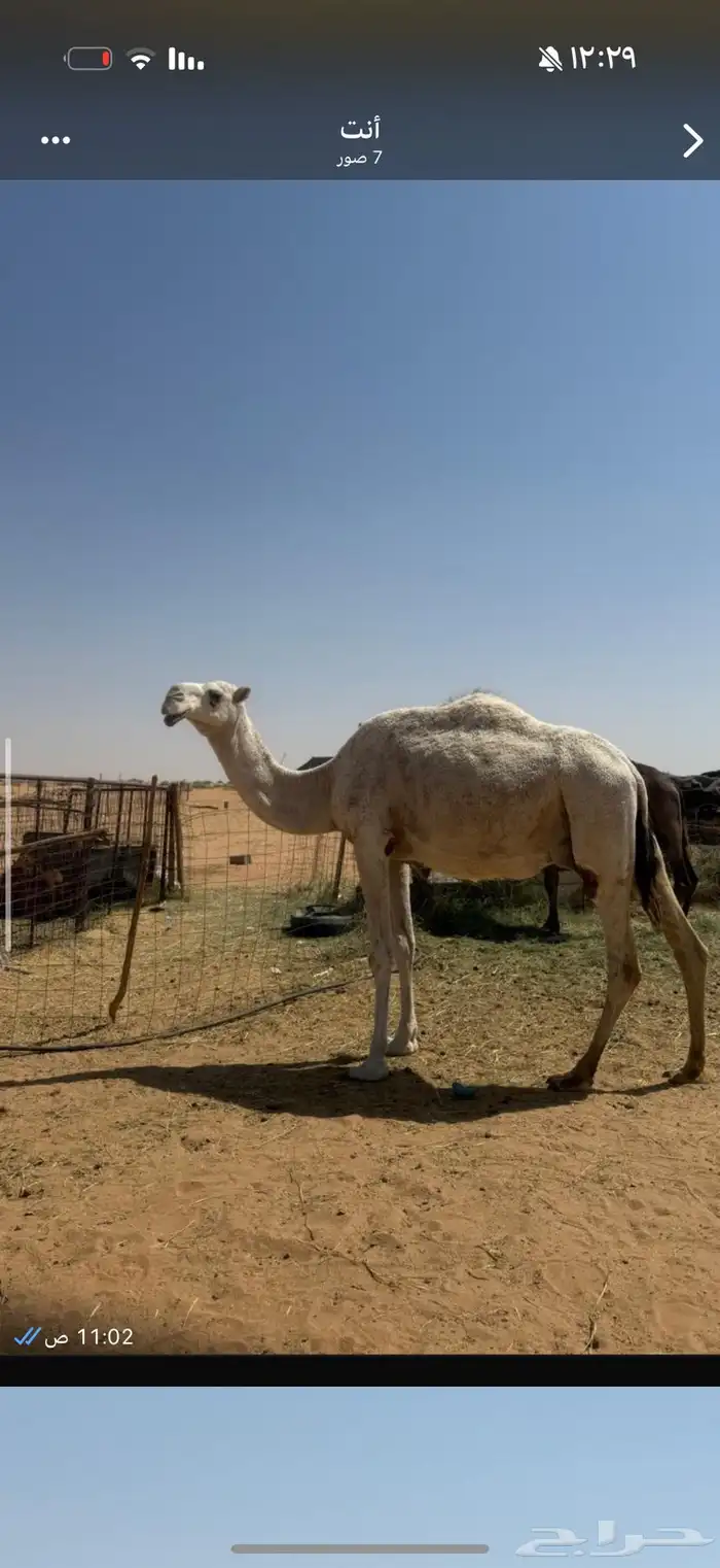 عشرا معها ولدها قعود 2