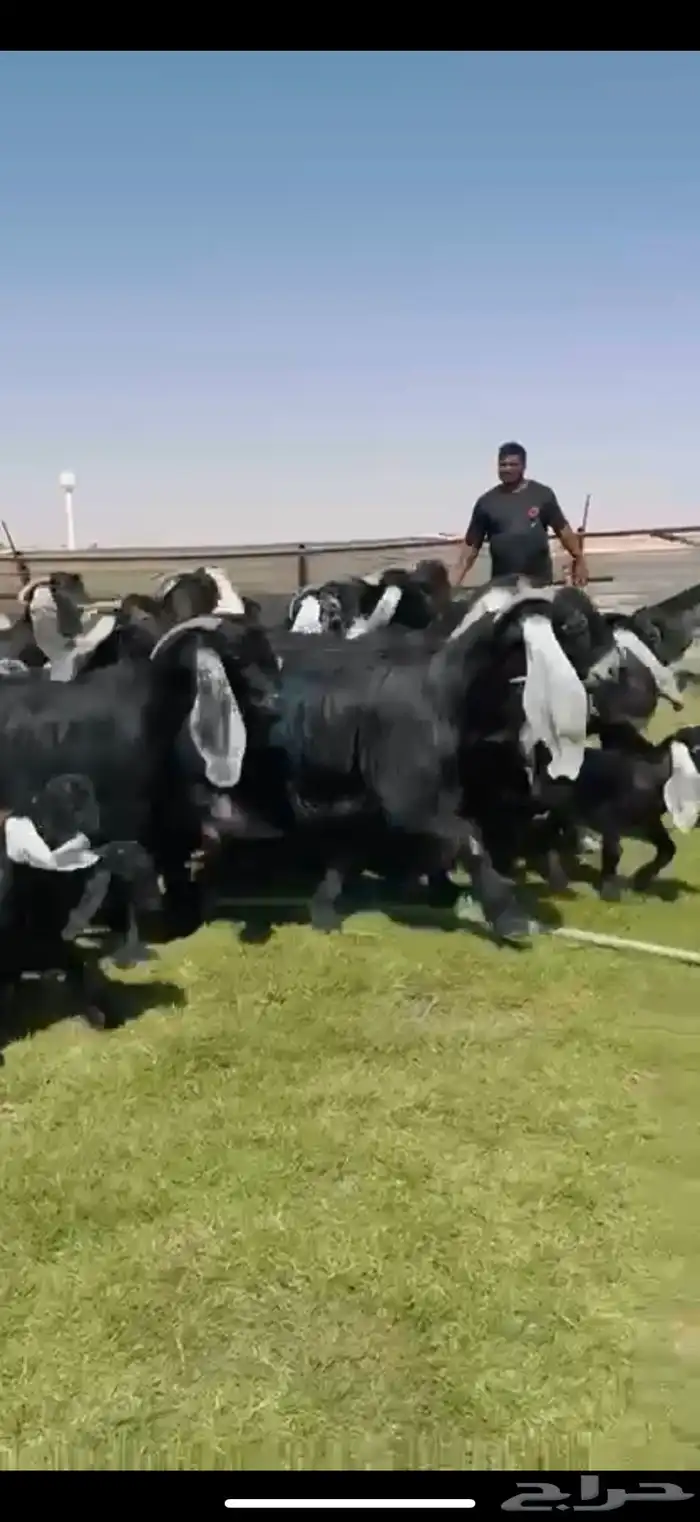 متابيع عوارض فااخره الديود خصم 19 ب الفحل يتبعها 23 2