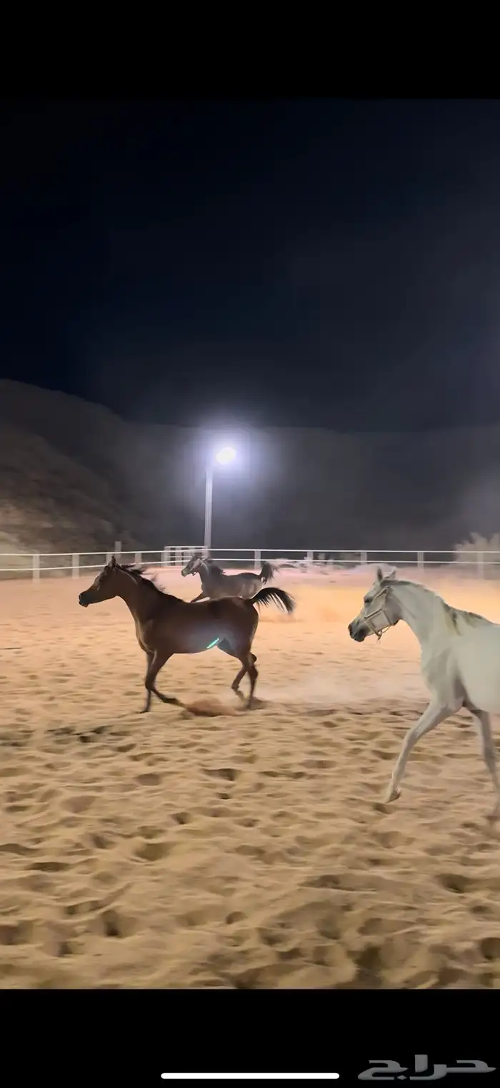 مربط ال عنان -رفاهية الخيل تبدأ من هنا خصم 20 5
