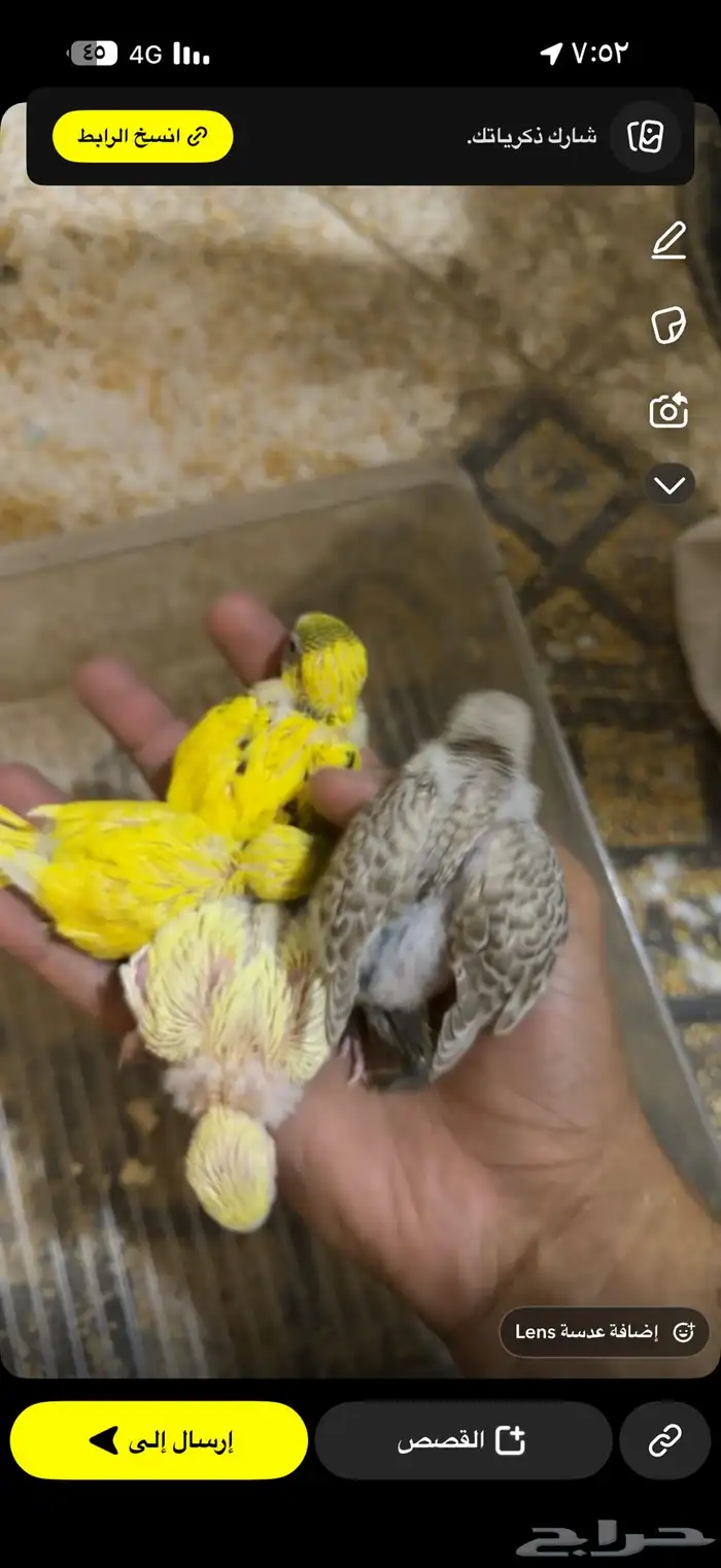 فروخ بادجي جميع الأعمار 2