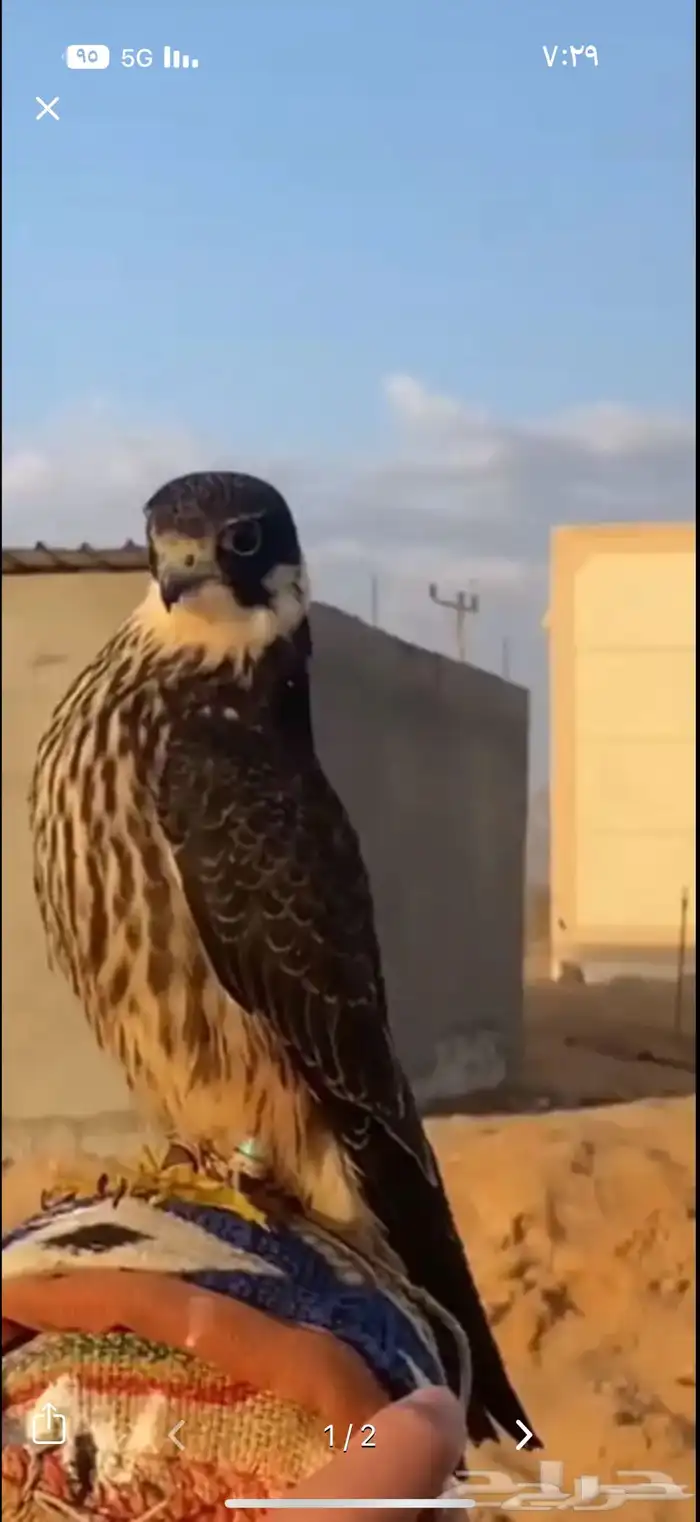 بكه مطلووبه 0