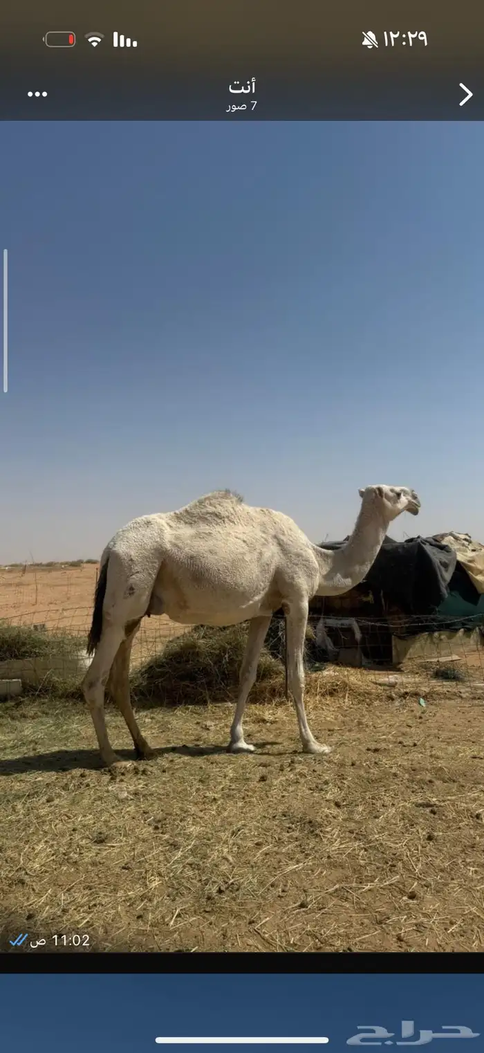 عشرا معها ولدها قعود 0
