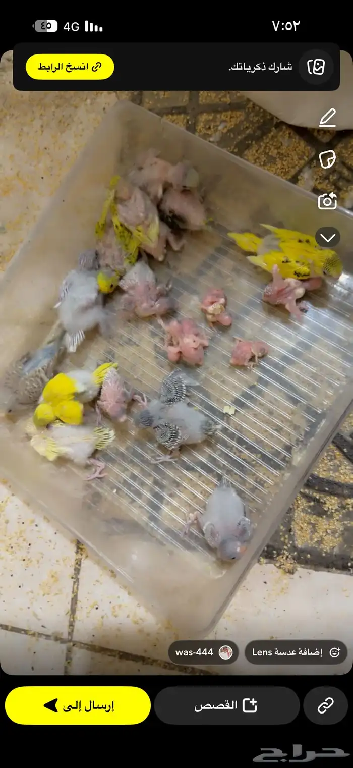 فروخ بادجي جميع الأعمار 7