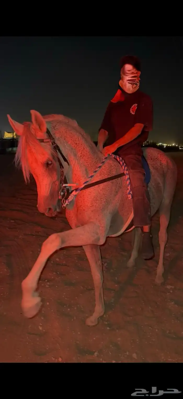 حصان واهو للبيع 4