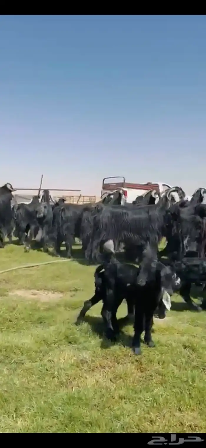 متابيع عوارض فااخره الديود خصم 19 ب الفحل يتبعها 23 8