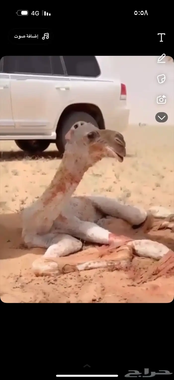 بعير عل رمان ابن قريع هذا انتاجه مبيوع ولده أدون من 100 1