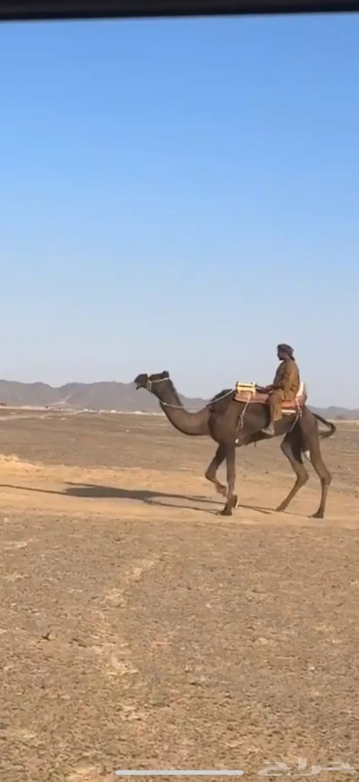 رحول عسيف الموقع عفيف شرط 0