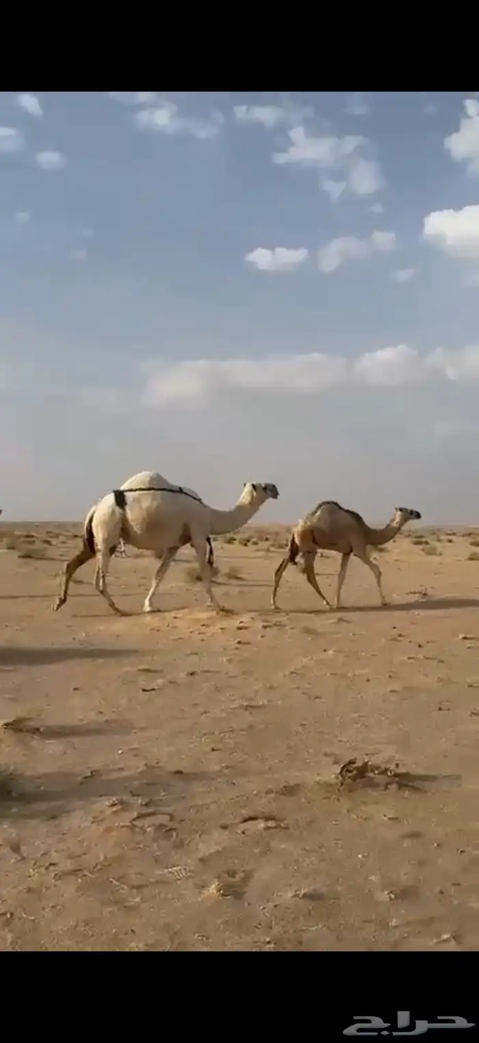 ناقة وضحى معها بنتها شقحاء للبيع اقبل البدل غنم 0