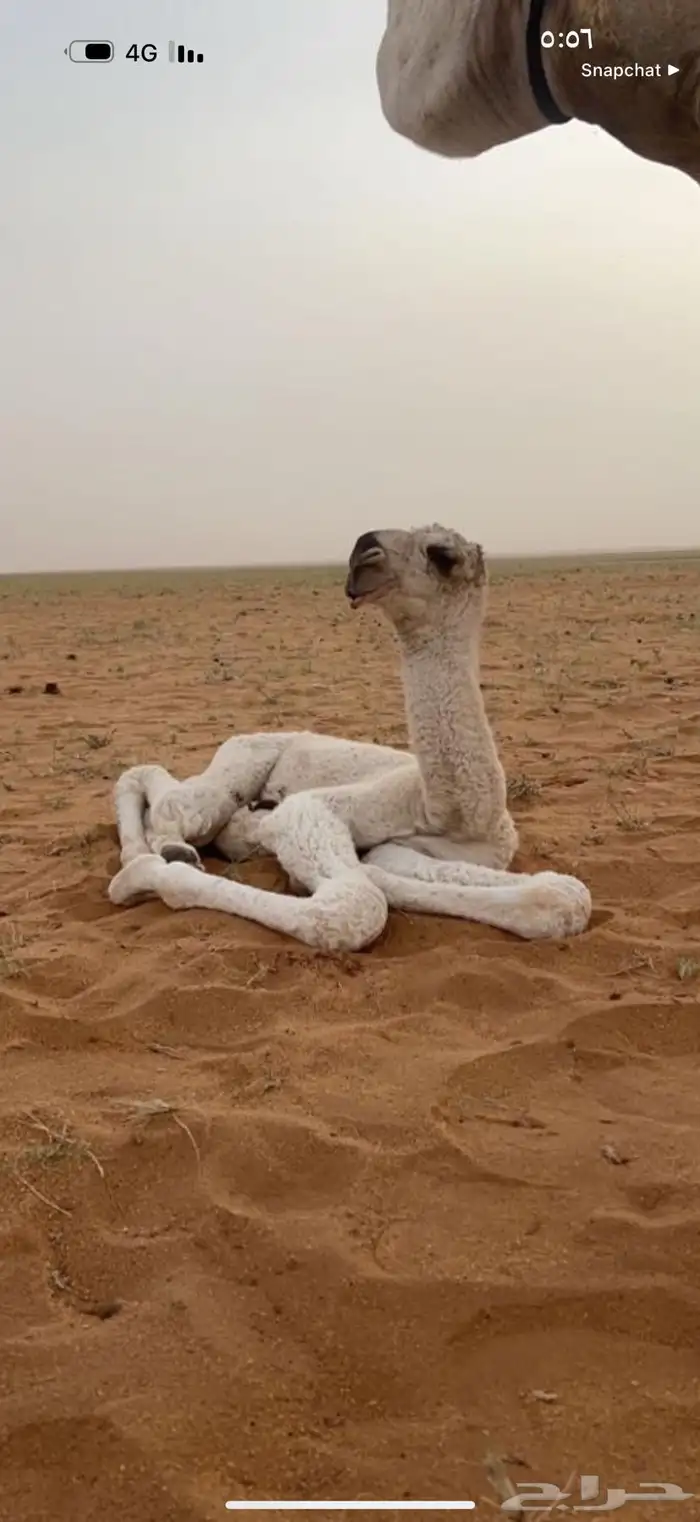 بعير عل رمان ابن قريع هذا انتاجه مبيوع ولده أدون من 100 0