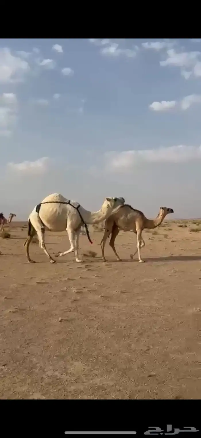 ناقة وضحى معها بنتها شقحاء للبيع اقبل البدل غنم 1