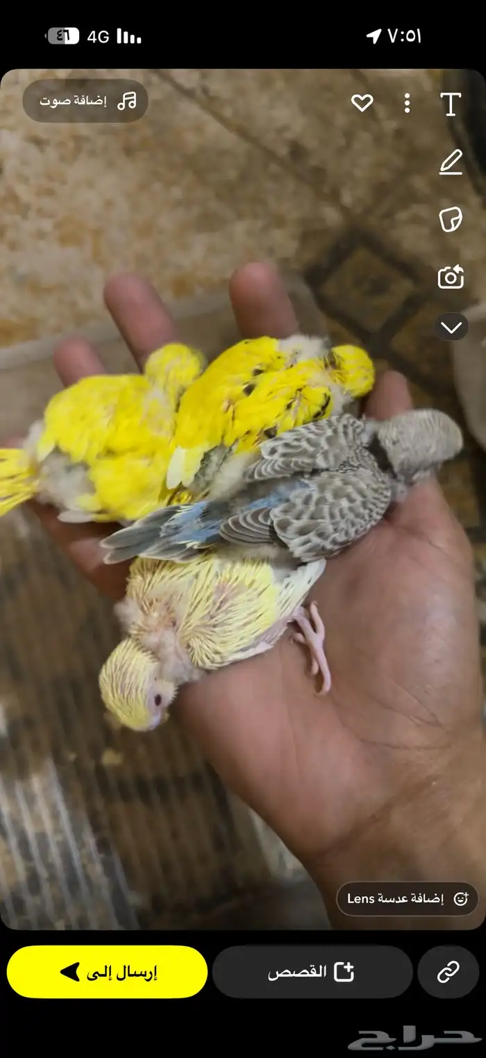 فروخ بادجي جميع الأعمار 1