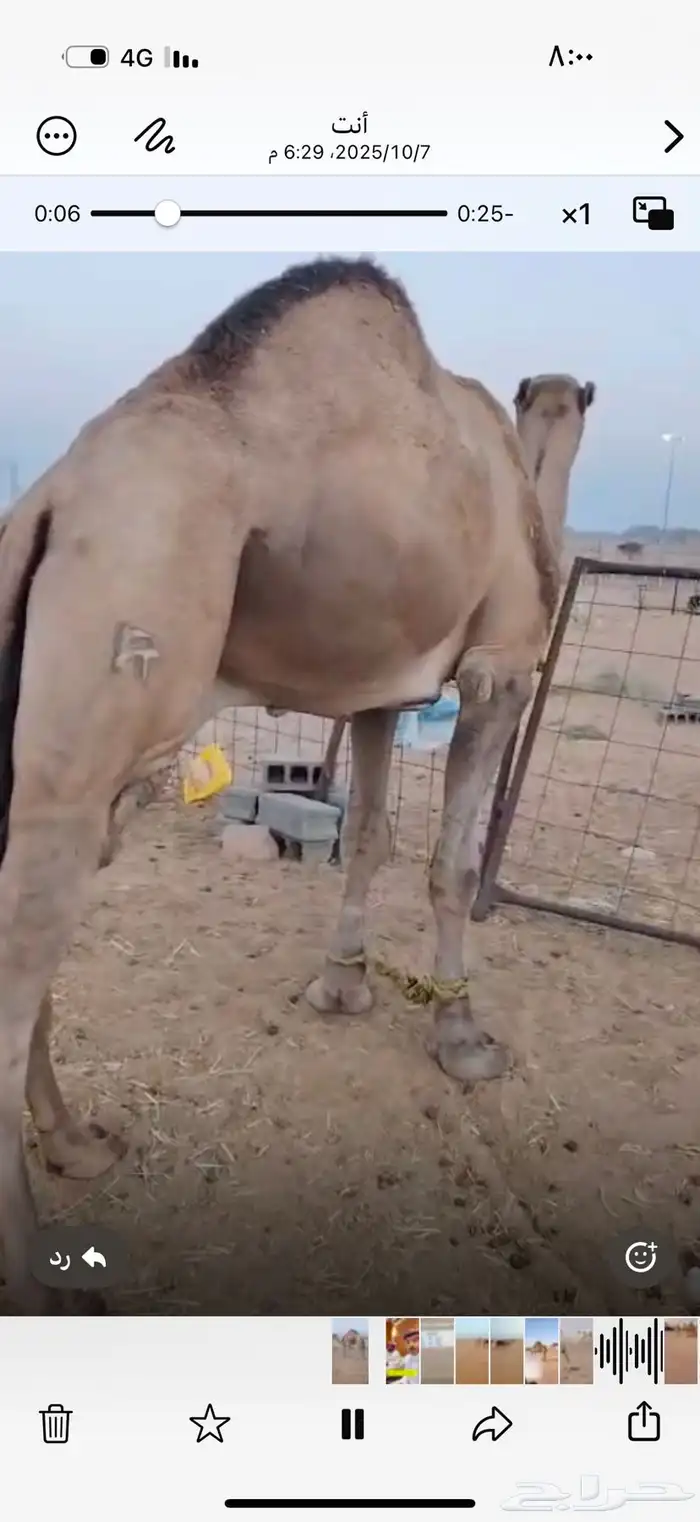 بعير فحل من منقيةعبدالمحسن الراجحي 0