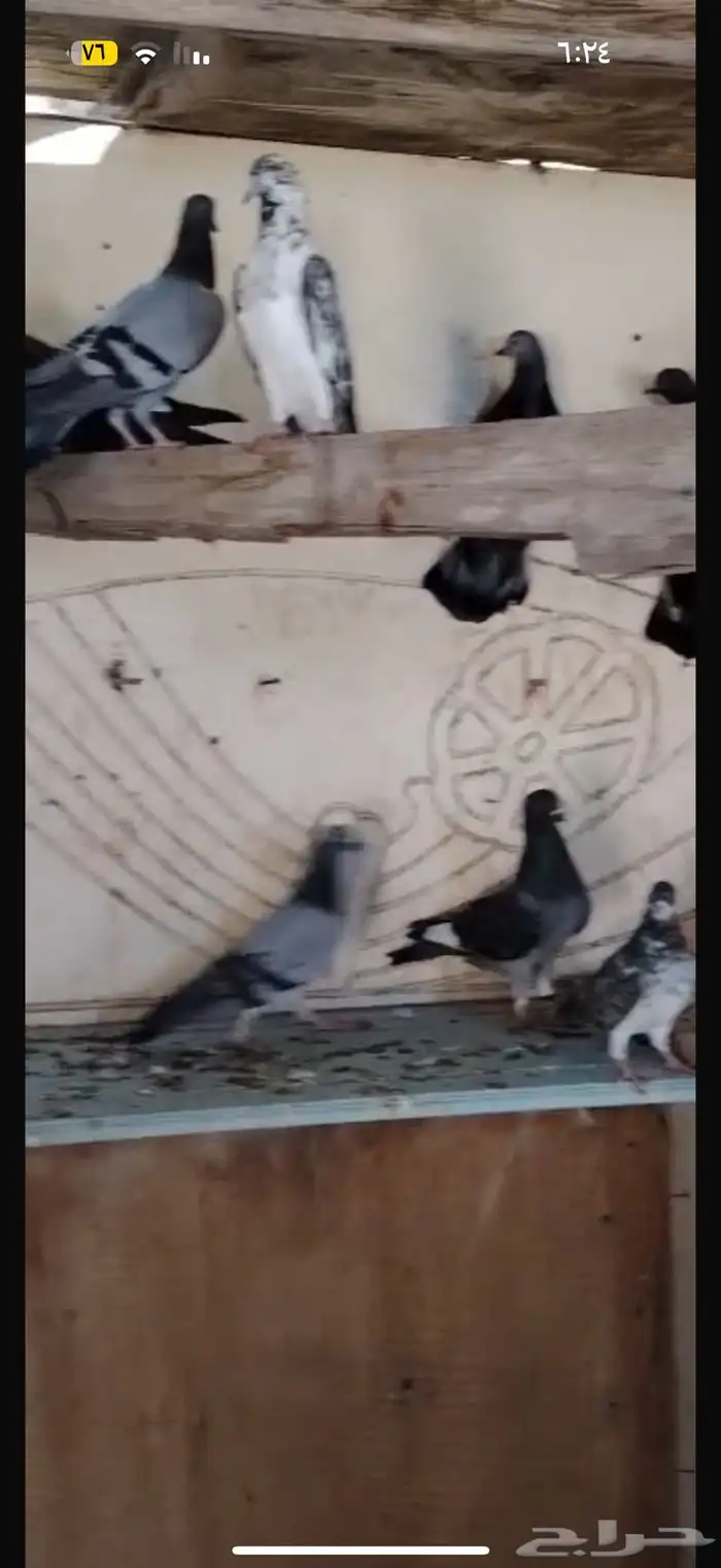 أرانب ودجاج 3