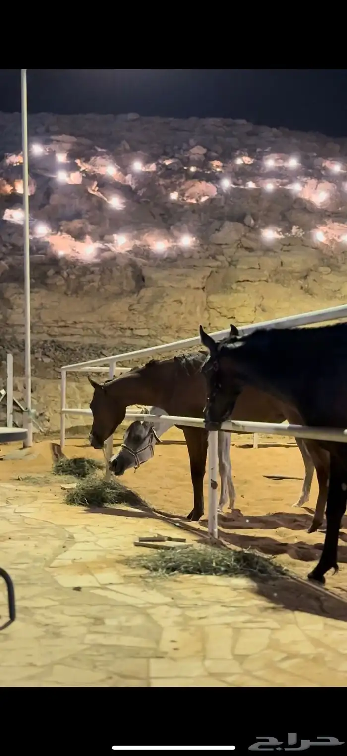 مربط ال عنان -رفاهية الخيل تبدأ من هنا خصم 20 0