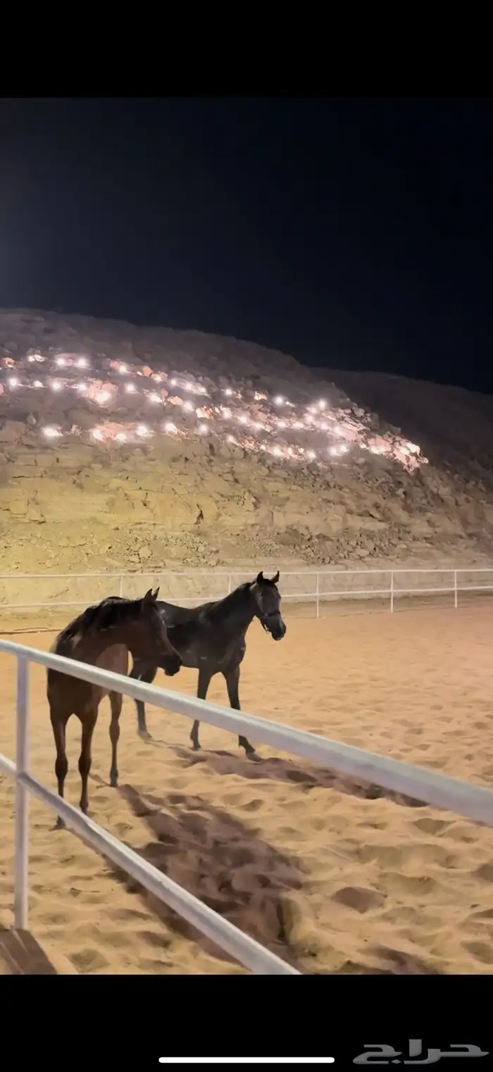 مربط ال عنان -رفاهية الخيل تبدأ من هنا خصم 20 9
