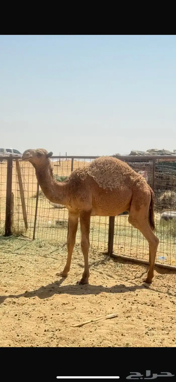 عشرا معها ولدها قعود 1