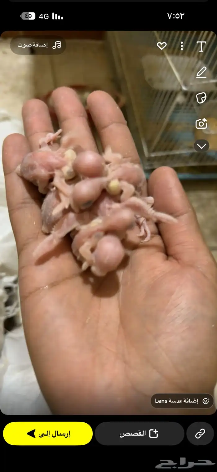 فروخ بادجي جميع الأعمار 4