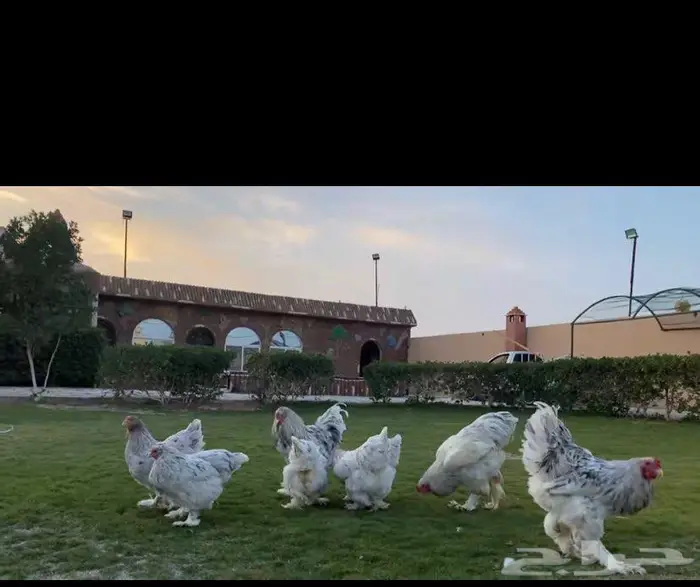 مطلوب استراحة حضائر تربية طيور 0