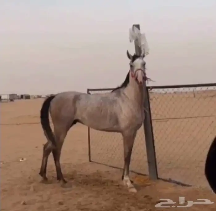 حصان شعبي 1