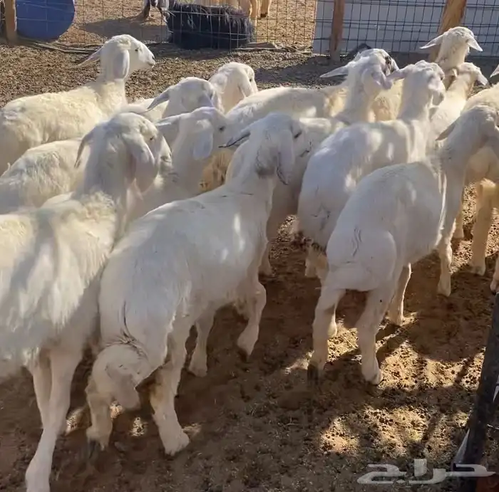 15 رخل مراح واحد حريات نظيفه. تم البيع تم البيع 4
