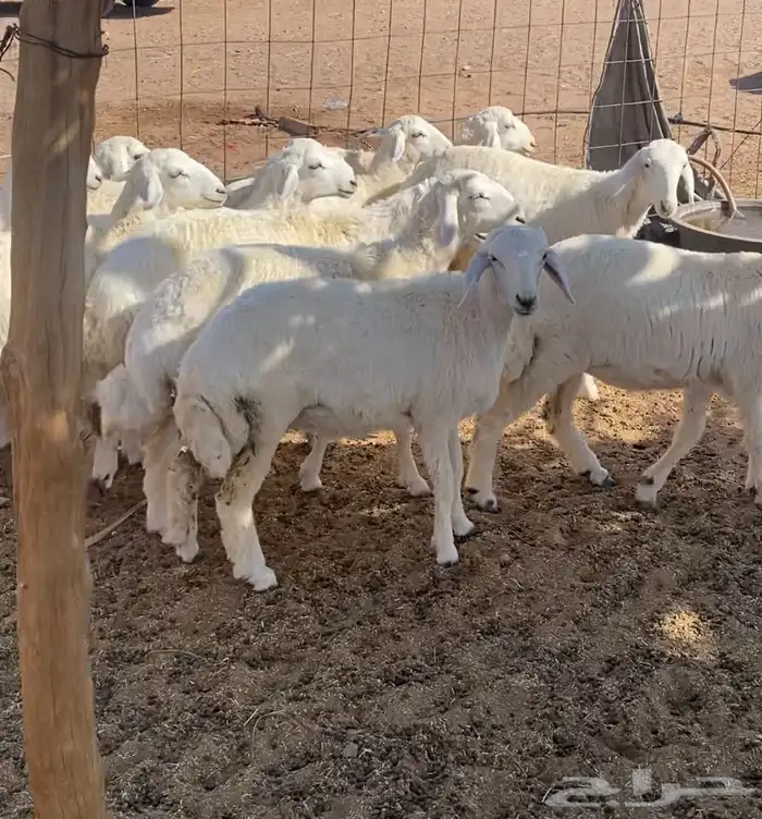 15 رخل مراح واحد حريات نظيفه. تم البيع تم البيع 2