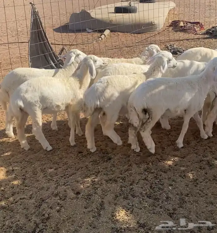 15 رخل مراح واحد حريات نظيفه. تم البيع تم البيع 3