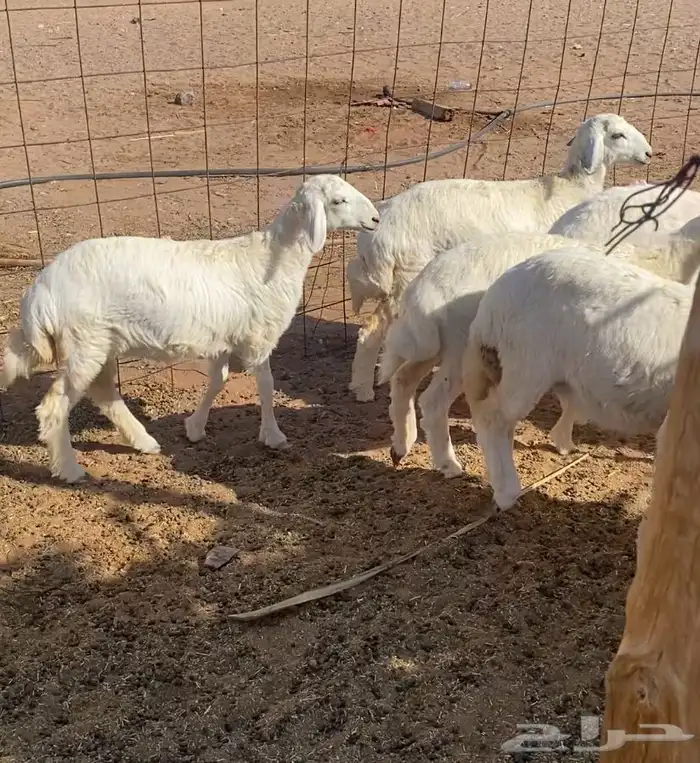 15 رخل مراح واحد حريات نظيفه. تم البيع تم البيع 1