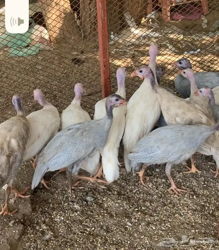 فروخ دجاج حبشي او حجل 0
